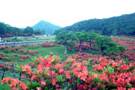 �V�╽�̃����Q�E�c�c�W