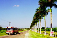 ���q�̖ؕ���