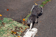 �݂͊̃T�C�N���E�p�X�ɂ̓��X�����悤��