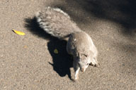 ���X�����ꂾ������Ɩ�ǔL�̂悤�ȃC���[�W