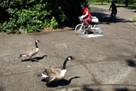 ���]�Ԃ��ʂ邮�炢�ł͓����Ȃ�����