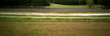 �x�c�t�@�[���̐F�Ƃ�ǂ�̉ԁX