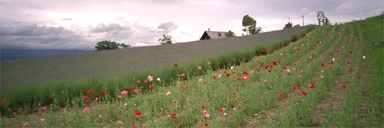 �[�R���̉Ԕ�