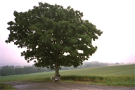 ���l�̃Z�u���X�^�[�̖�