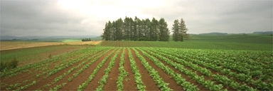 �V�x���̗��̖h����