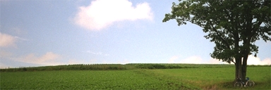 �u�̏�ɂ��镵�͋C�̂悢��{�̖�