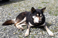 �D�����ڂ������n�C�V�[�N