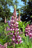 ���s�i�X�̉�