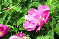 �n�}�i�X�̉Ԃ�����ق�