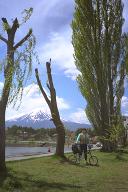 �|�v���̖؂ƕx�m�R