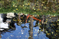 �N���Ɏʂ鈤��