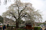 ���w��V�R�L�O���̂������