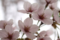 ���Ɛ����ŎU��^���̉Ԃт�