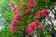 �o��̓r���ŉԂɖ������