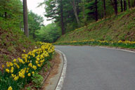 ����̍炭�R�u���z���铹