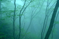 ���z�I�ȑD����t�߂̐X<BR>