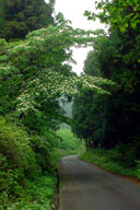 �R���͏����L�铐�l�z�i�ʂ����Ƃ����j