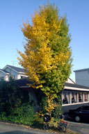 �����ȃ��X�g�����ߏ�����