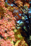 �^���ԂɐF�Â��t