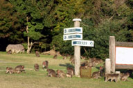 �쐶�̉��̑�Q