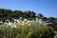 �X�X�L�̕�����Ȃ���{���G���A�Ƀn���h����������