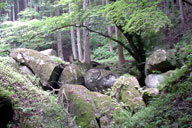 �V�R�L�O���̋��ΌQ