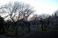 ����ς��y���͔~�̋G�߂��悳����