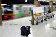 ��{�w�ō�����n�����瓌�k������ɏ�芷��