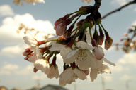 ���͘Z���炫�Ƃ����Ƃ���