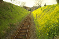 �؂̉Ԃ̓y��𑖂�