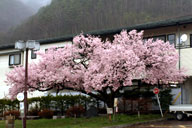 �����̍�