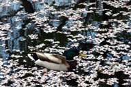 ���̉Ԃт�̒����j����