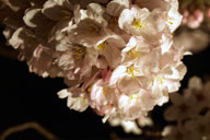 �قږ��J�̍�