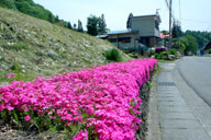 �����ɃT�N���\�E��?